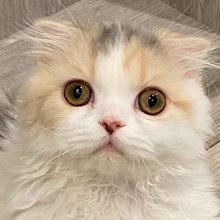 ひな